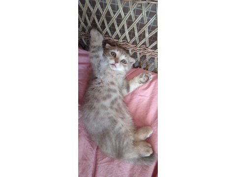 2 aylık scottish fold yavru