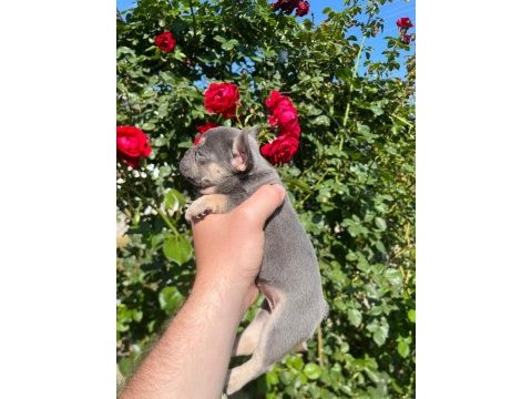 36 günlük blue fawn lilac (plat taşıyıcı) french bulldoglar