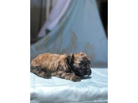 2 aylık maltese terrier