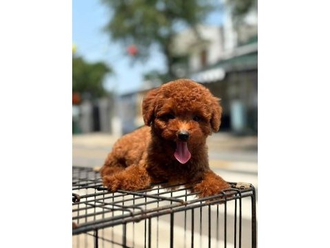 Toy poodle yavrularımız