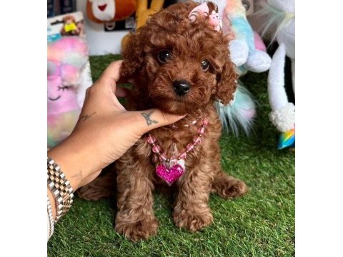 Kore kanı minicik toy poodle yavrular