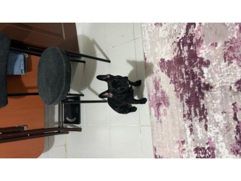 French bulldog 6 aylık kraliçe tam oyuncu