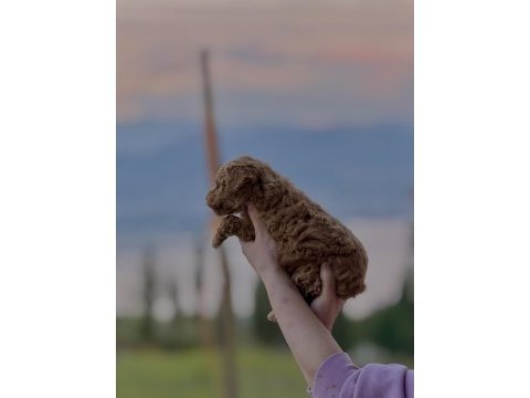 Toy poodle yavrumuz yeni yuvasına hazır
