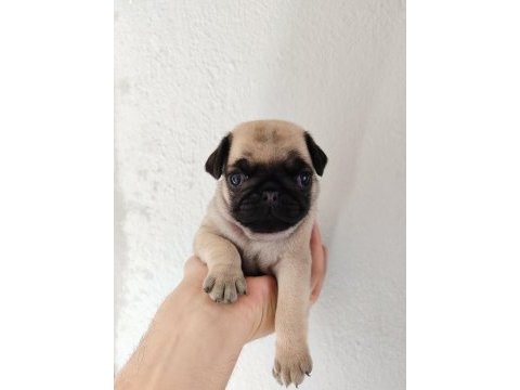 Gül kuyruk pug mops yavrular