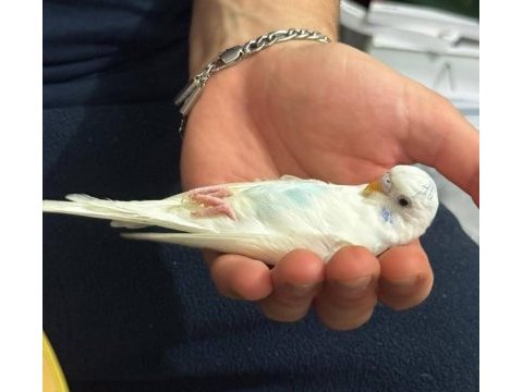 45-50 günlük bebek muhabbet kuşu erkek