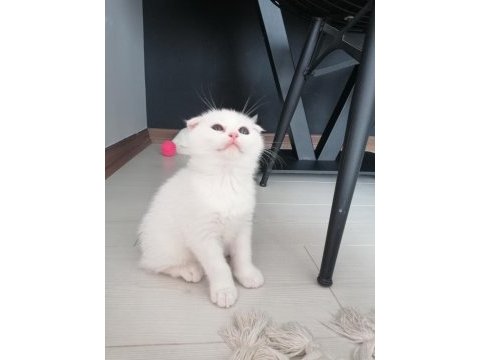 Scottish fold maviş dişi yavru