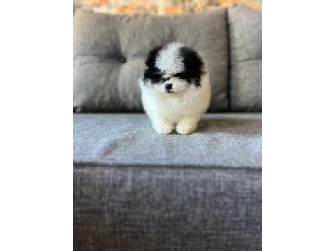 Yok denilecek kadar az panda pomeranian yavrular