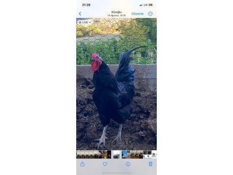 Satılık takım halinde tavuklar