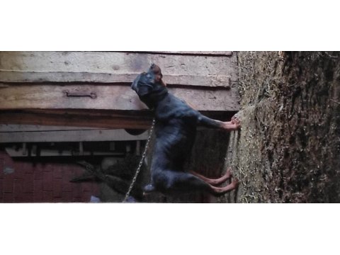 Eğitilmeye hazır yavru rottweiler