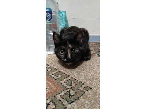 Çok acil kedi sahiplendirme