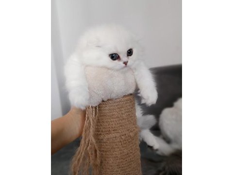 Scottish fold dişi