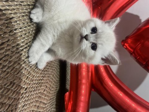 2 aylık british shorthair blue point