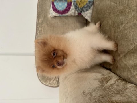 1 temmuz doğumlu erkek pomeranian boo (4 aylık)