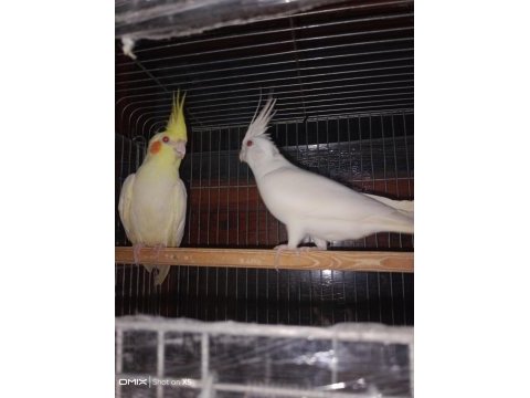 Albino ve lutino takım sultan papağanı