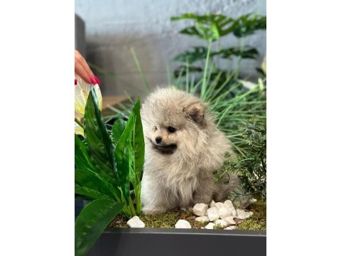 Orjinal pomeranian boo