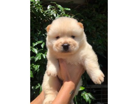 Ayı surat chow chow yavrularım