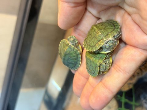 Singapur tatlı su kaplumbağası