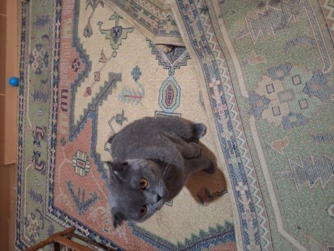Scottish fold 15 aylık erkek