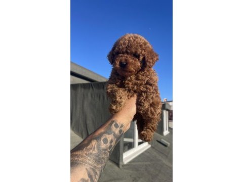 Orjinal toy poodle yavrular