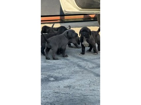 30 günlük cane corso yavrularımız