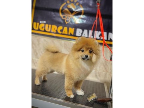 6 aylık erkek pomeranian boo