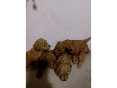 Poodle yavrular