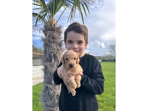 Toy poodle yavrularımız