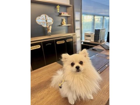 Pomeranian boo ayıcık surat 8 aylık erkek