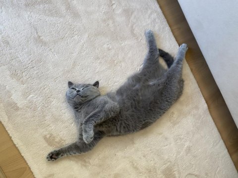 British shorthair wc eğitimli