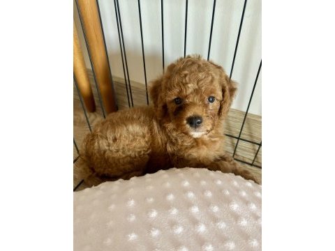 2 aylık erkek toy poodle