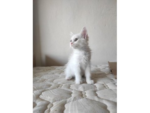 British short hair pamuk