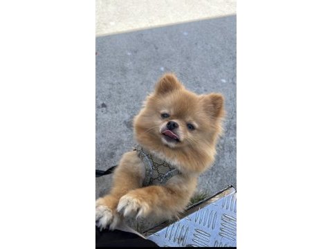 0 boy pomeranian oğlumuz yeni yuvasını arıyor