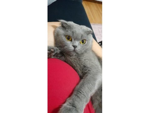 Dişi scottish fold