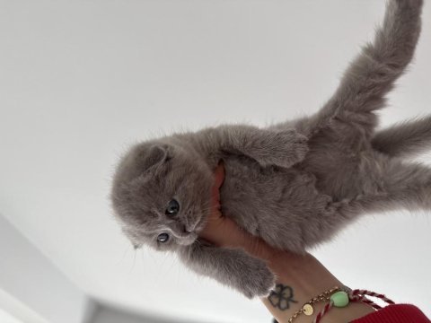 British shorthair 45 günlük