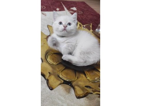 British shorthair erkek hemen teslim