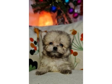 Emsalsiz micro erkek tedy morkie yavrumuz