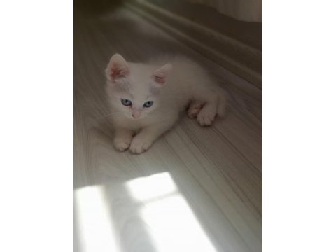 2 aylık dişi yavru british shorthair