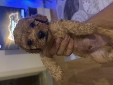 Sağlıklı ve neşeli cins yavru köpekler