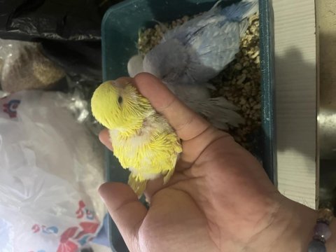 Jumbo muhabbet kuşu yavrular