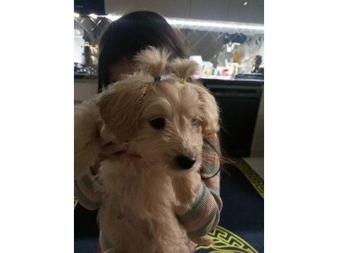 Çok oyuncu sevgi pıtırcığı maltipoo