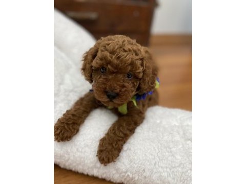 Red toy poodle yavrular