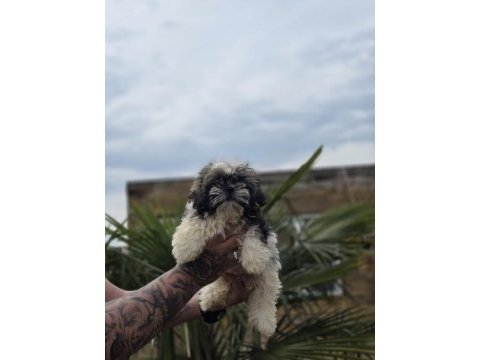 Aşılı sağlıklı shih tzu yavrular