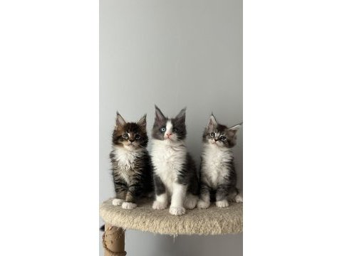 Sağlık ve ırk garantili minik maine coon devler