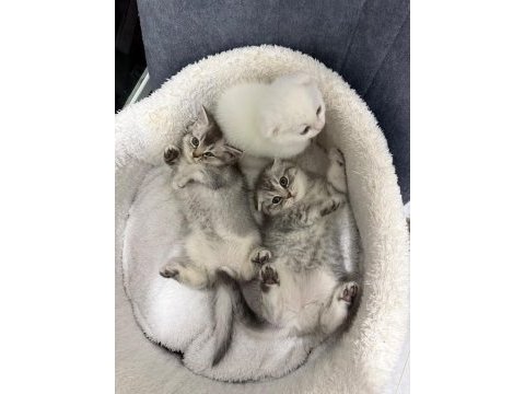 Scottish fold ve british