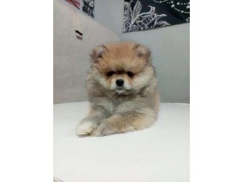A kalite pomeranian yavrular