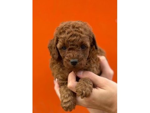 Çıtır poodle kurabiyelerim yeni yuvasını arıyor