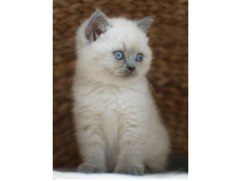British shorthair yavrular evinizin neşesi olacaktır