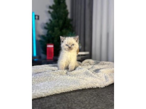 10 güne hazır bebek british shorthair