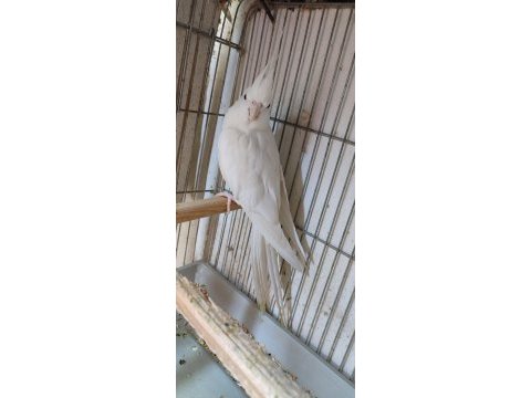 Yetişkin erkek konuşan 1 buçuk yaşında sultan