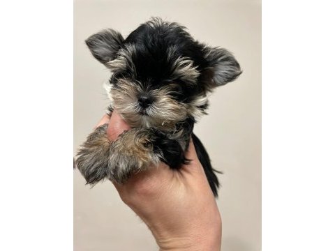 Yorkshire terrier erkek